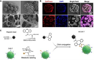 Construction of micro-nano robots: living cells and functionalized biological cell membranes